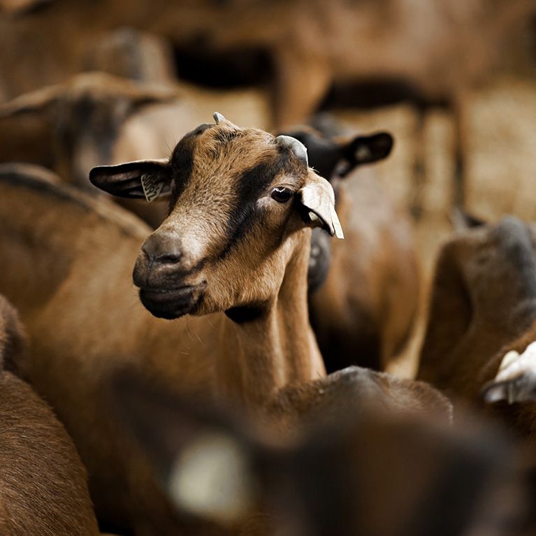élevage de chèvres et de brebis Brive la Gaillarde et Sarlat-la-Canéda en Corrèze