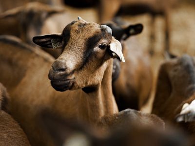 élevage de chèvres et de brebis Brive la Gaillarde et Sarlat-la-Canéda en Corrèze