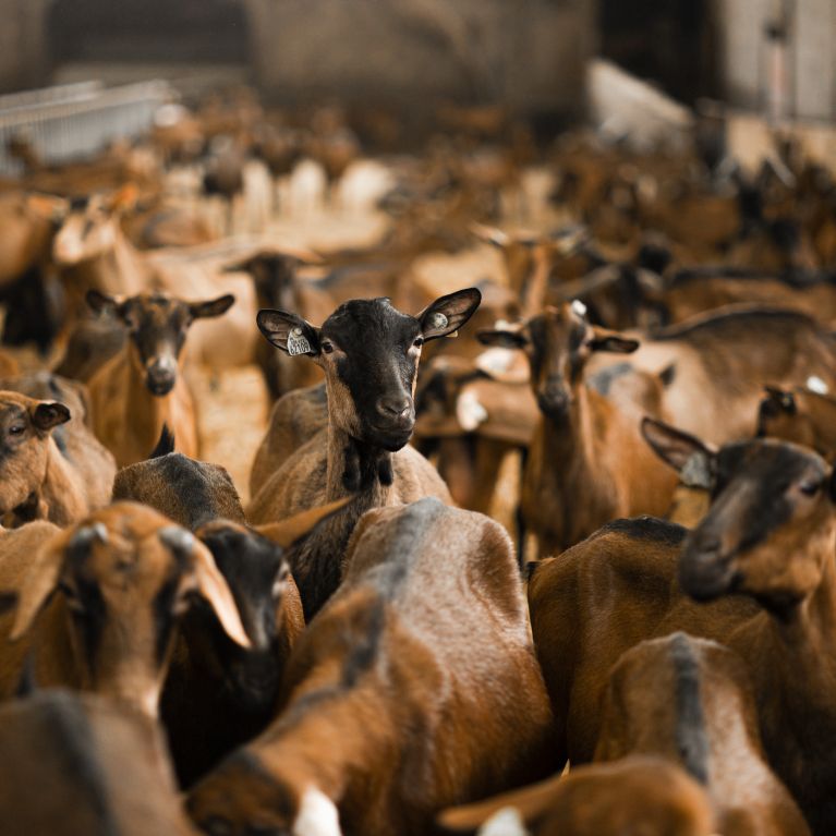 élevage caprin causse Brive la Gaillarde et Sarlat-la-Canéda en Corrèze