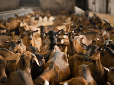 élevage caprin causse Brive la Gaillarde et Sarlat-la-Canéda en Corrèze